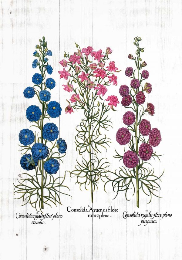 Plakat z odmianami ostróżeczki polnej