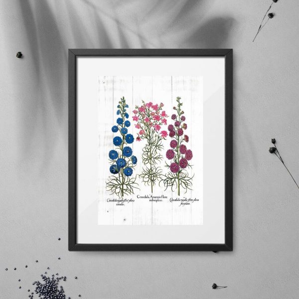 Plakat z odmianami roślin łąkowych