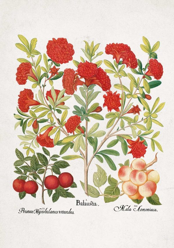 Plakat z owocami jadalnymi