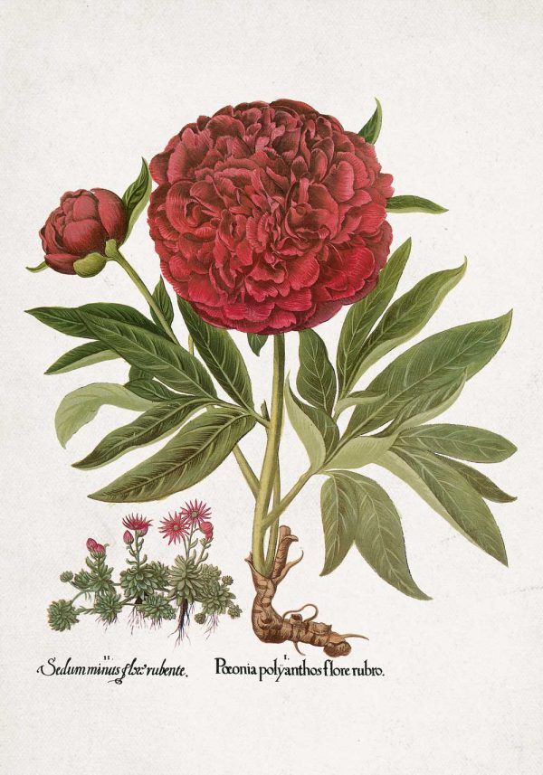 Plakat z peonią i rozchodnikiem