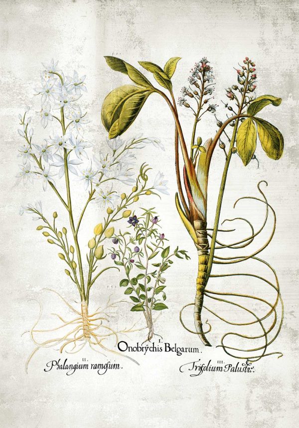 Plakat z plumerią - Kwiat zakochanych