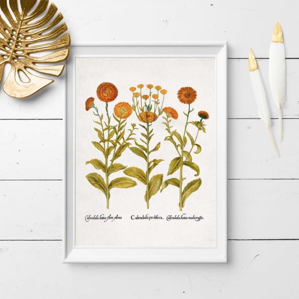 Plakat z pomarańczowymi kwiatkami