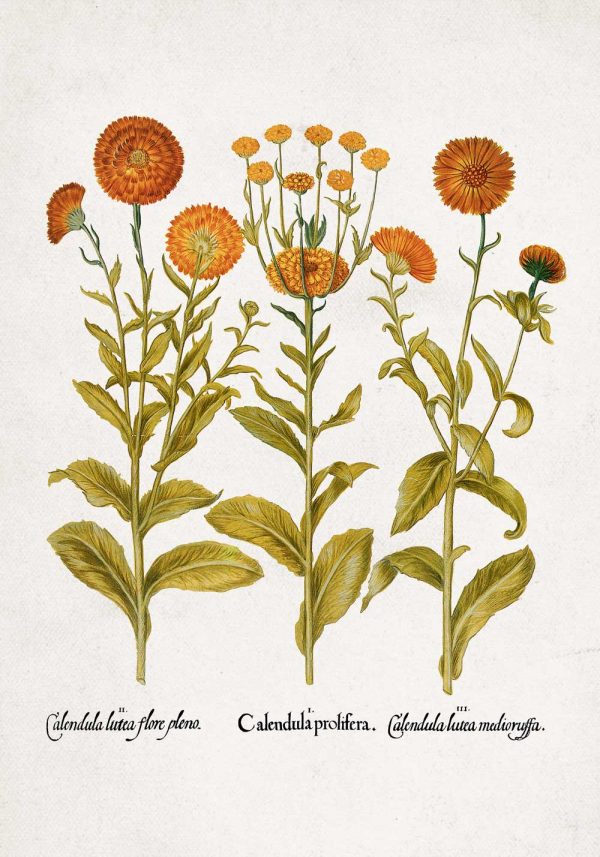 Plakat z pomarańczowymi kwiatuszkami