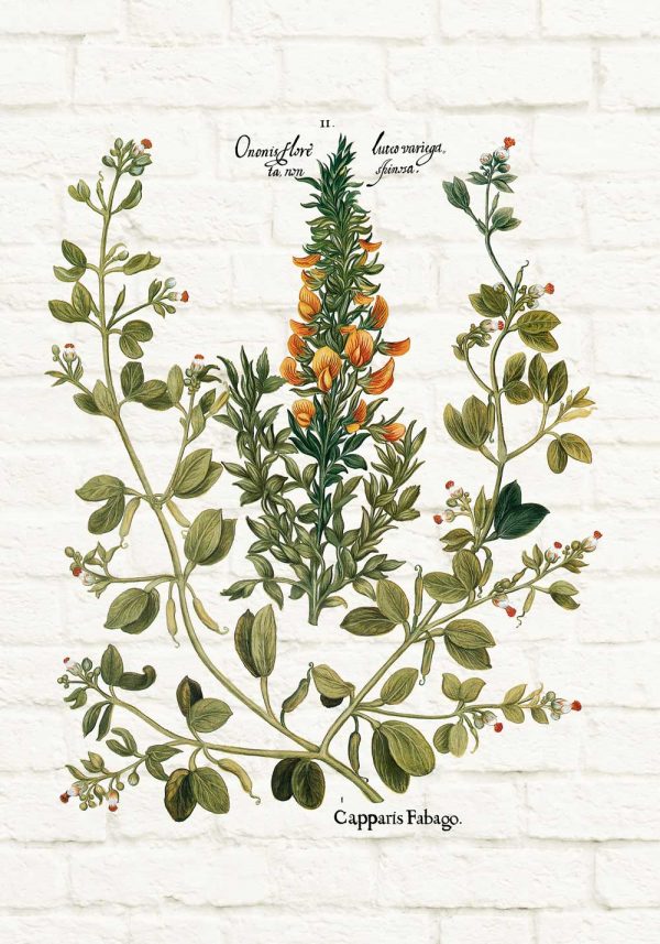 Plakat z przyprawą - kapary