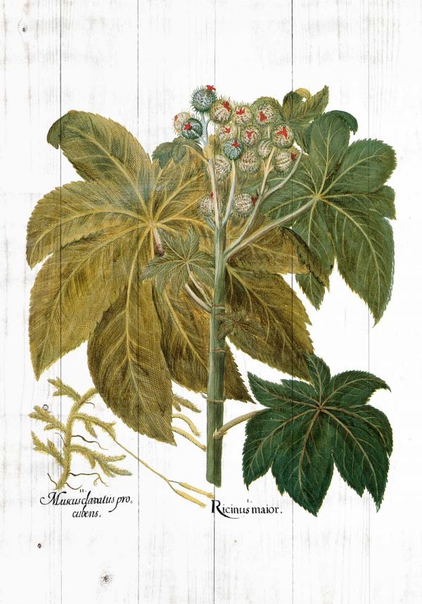 Plakat z rącznikiem pospolitym