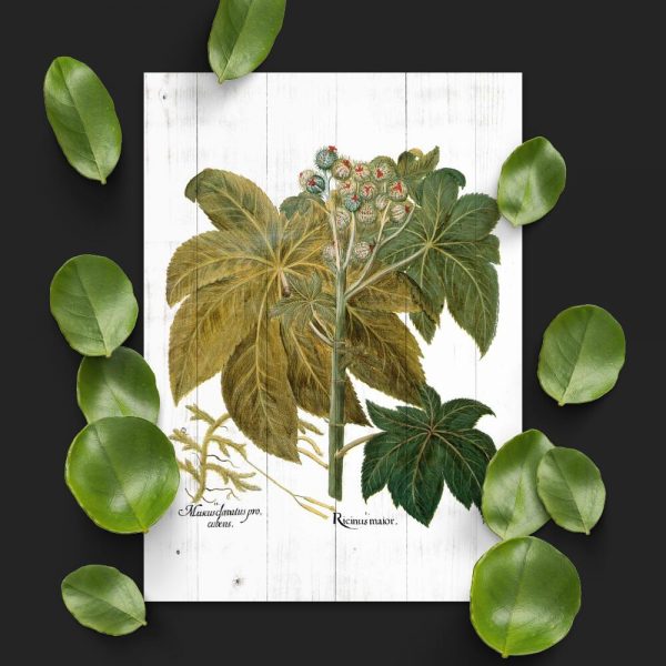 Plakat z rącznikiem pospolitym do pokoju