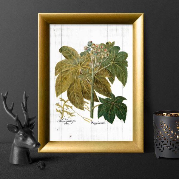 Plakat z rącznikiem pospolitym do przedpokoju