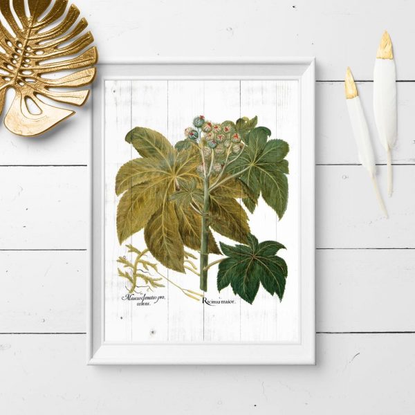 Plakat z rącznikiem pospolitym do sypialni