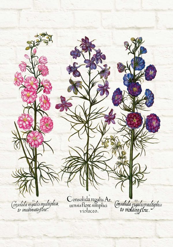 Plakat z roślinami dzikorosnącymi