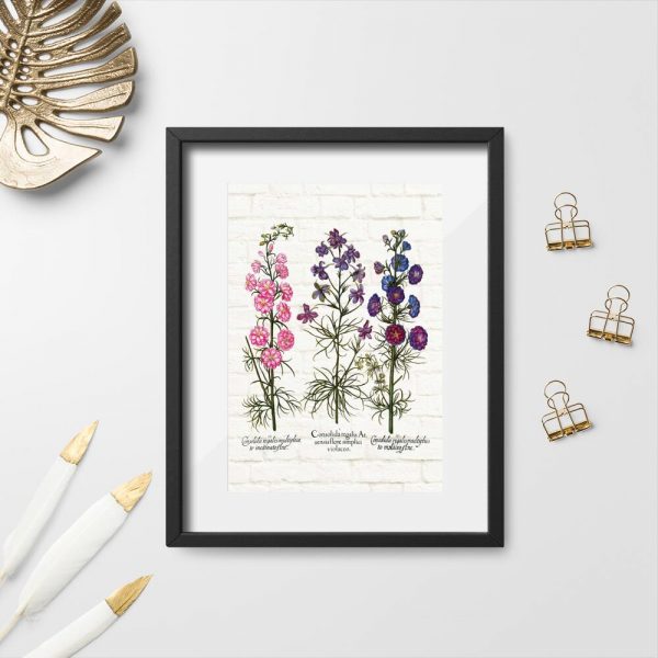 Plakat z roślinami łąkowymi