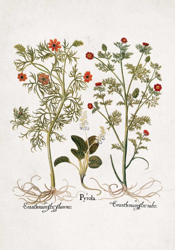 Plakat z roślinami łąkowymi