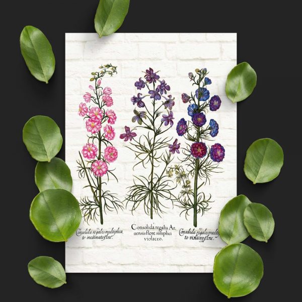 Plakat z roślinami leczniczymi