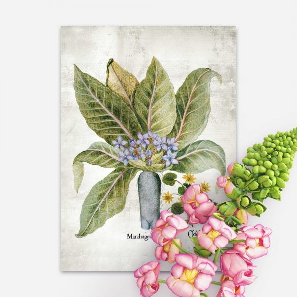 Plakat z roślinami magicznymi