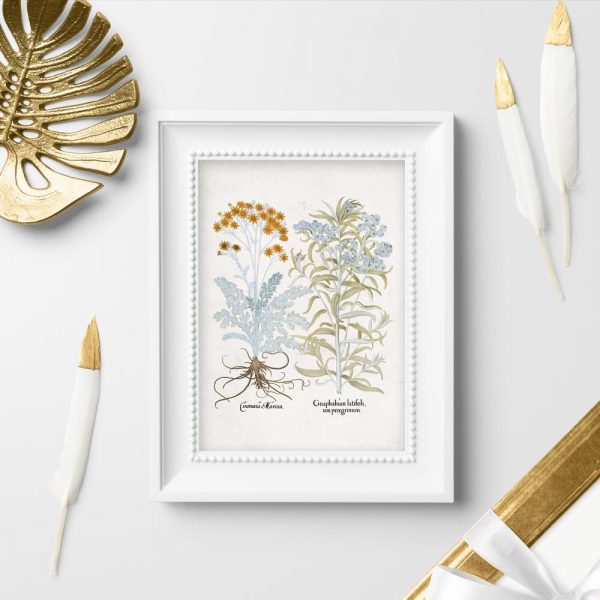 Plakat z roślinami ozdobnymi