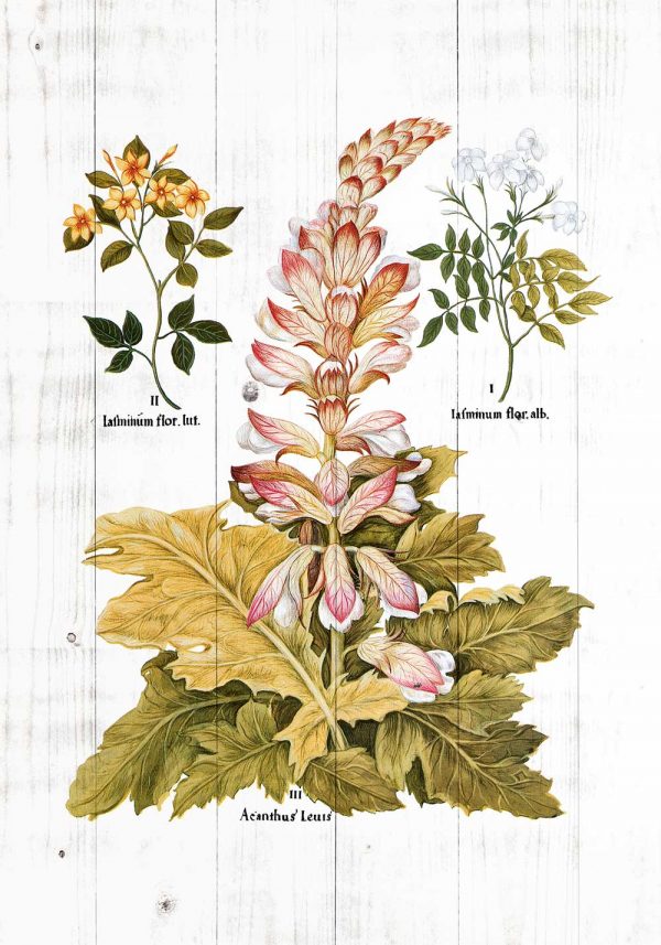 Plakat z roślinami ozdobnymi