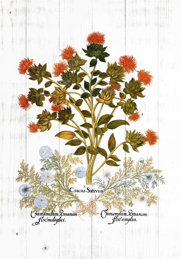 Plakat z roślinami zielnymi