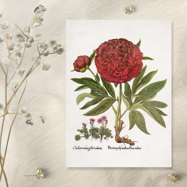 Plakat z rozchodnikiem