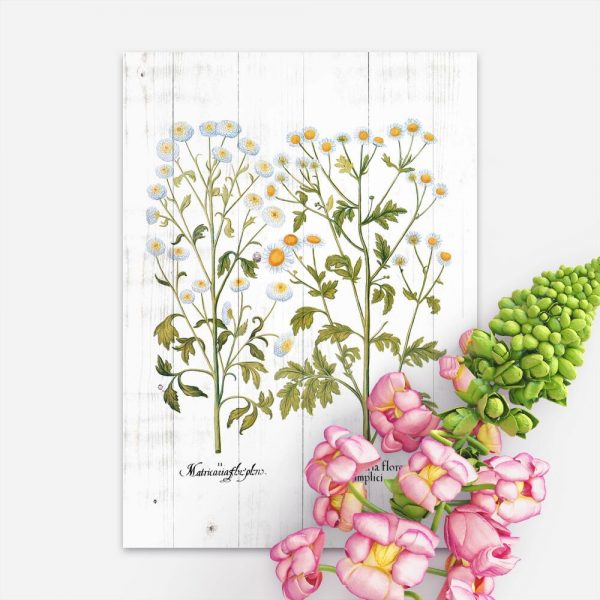 Plakat z rumiankiem na tle desek