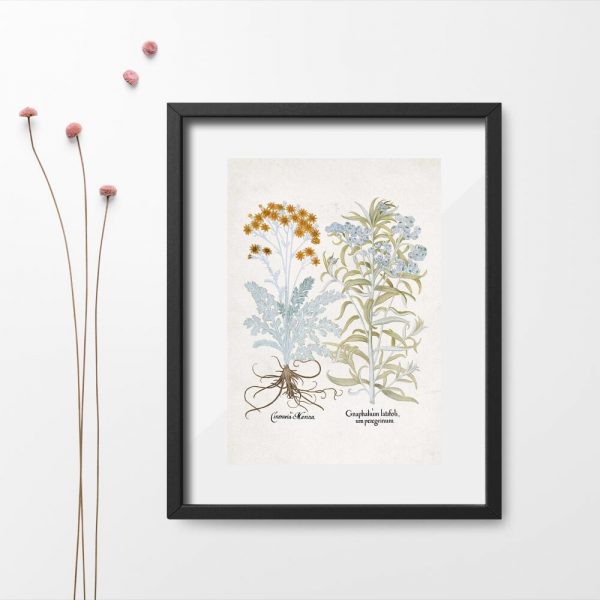 Plakat z szarotą i starcem srebrzystym