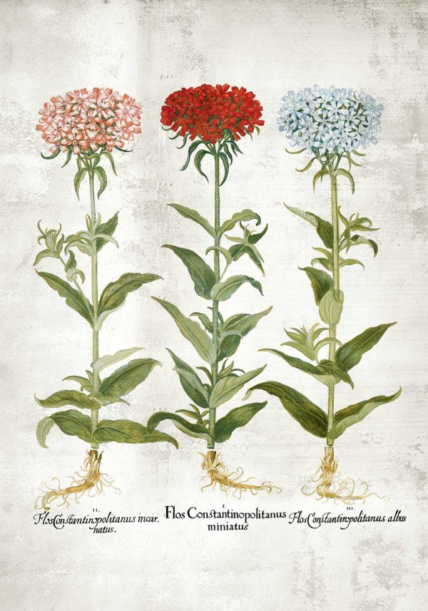 Plakat z trzema floksami