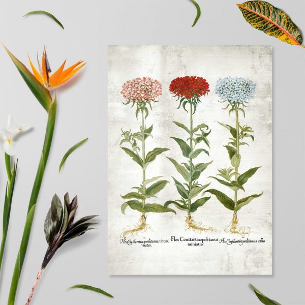 Plakat z trzy odmiany floksów