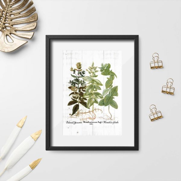 Plakat z ziołami i łacińskimi nazwami