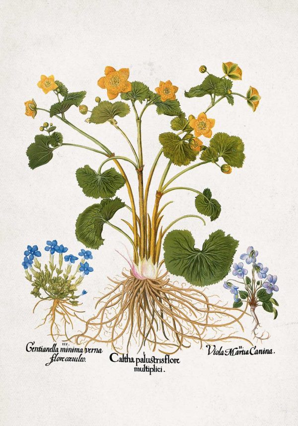 Plakat z żółtą kniecią błotną