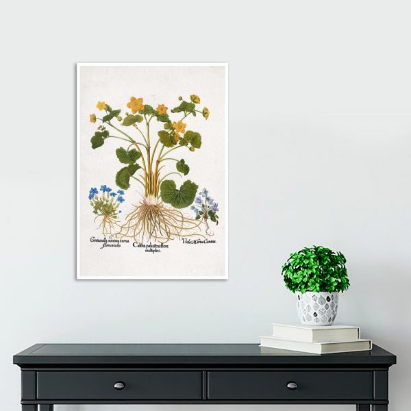 Plakat z żółtą kniecią błotną do przedpokoju