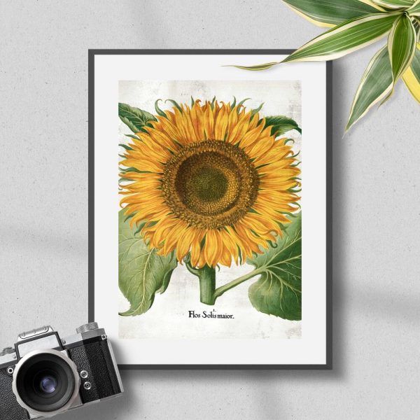 Plakat z żółtym słonecznikiem