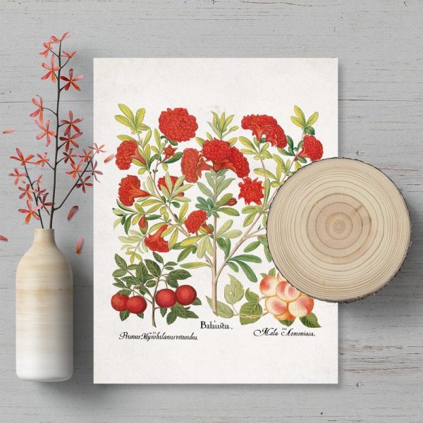 Plakat ze śliwką i morelą