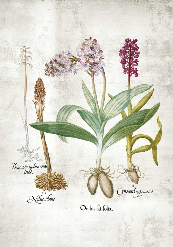 Plakat ze storczykami