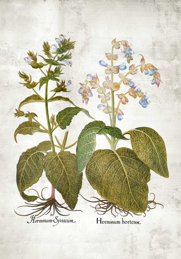 Plakat zielarski - Szałwia trójbarwna