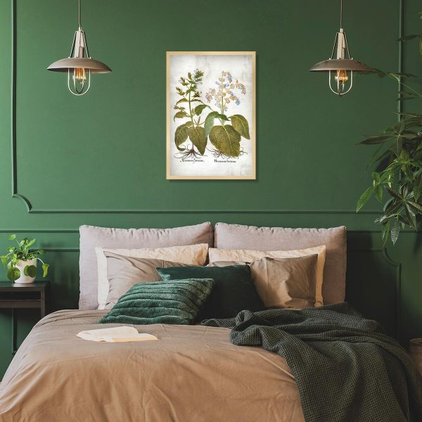 Plakat zielarski - Szałwia trójbarwna do sypialni