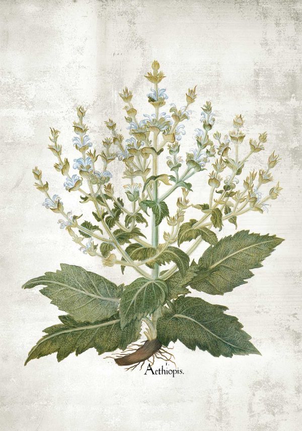 Plakat zielarski z szałwią