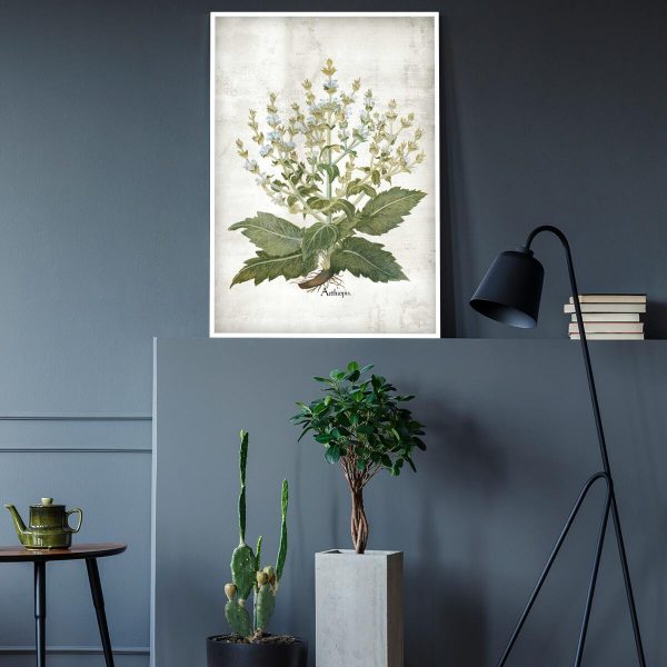 Plakat zielarski z szałwią do salonu