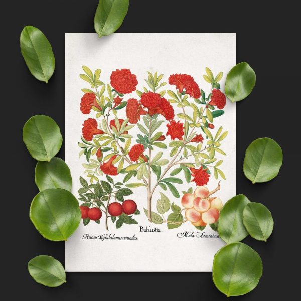 Plakaty edukacyjne z owocami