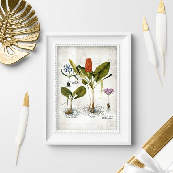 Plakaty kwiaty i kłącza