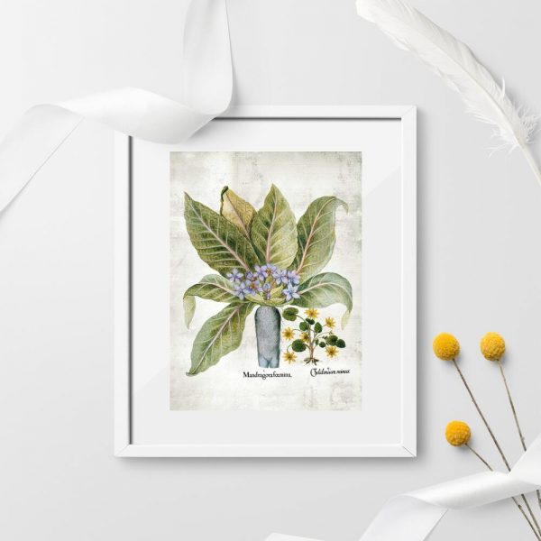 Plakaty rośliny legendy