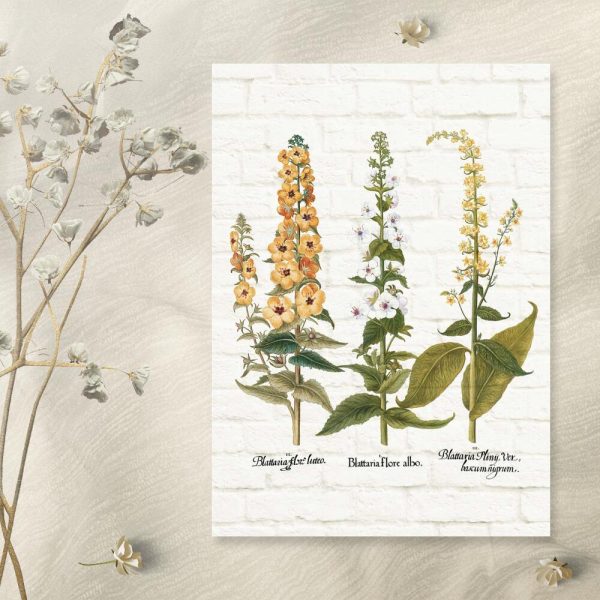 Plakaty z gatunkami dziewanny