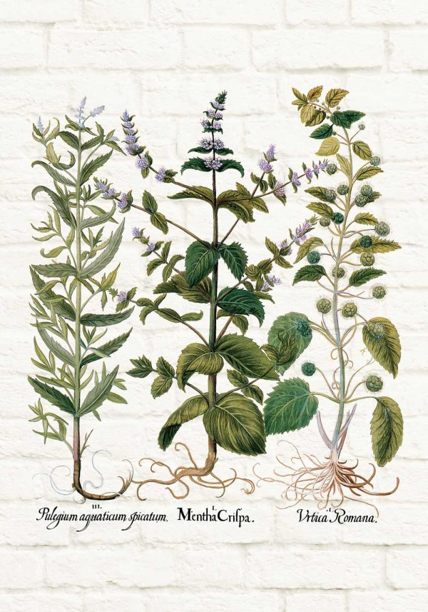 Plakaty z motywem ziół