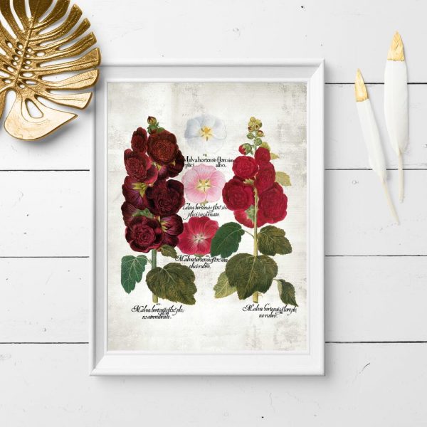 Plakaty z odmianami ślazu