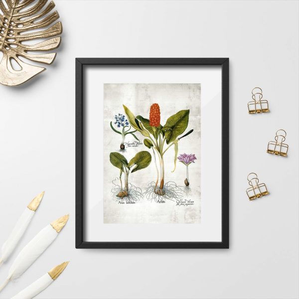 Plakaty z roślinami wieloletnimi