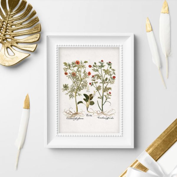 Plakaty z roślinami zielnymi