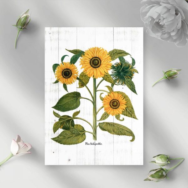 Słoneczniki na plakacie