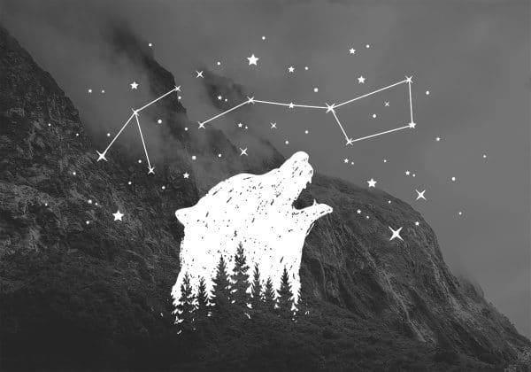 Plakat z niedźwiedziem