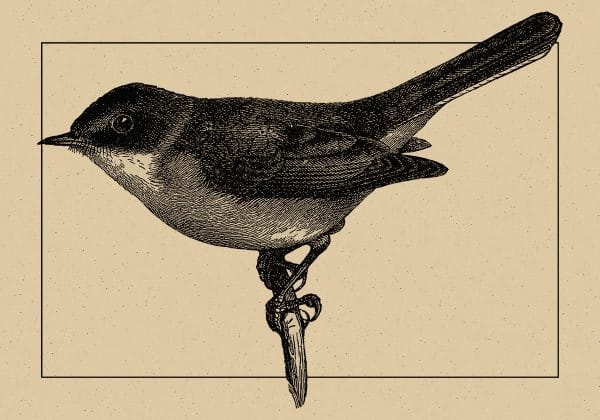 Plakat w sepii z ptaszkiem