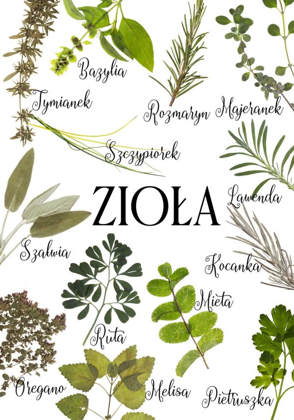 plakat do kuchni z ziołami