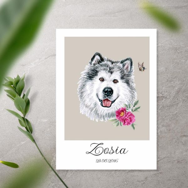 plakat z danymi psa alaskan malamute