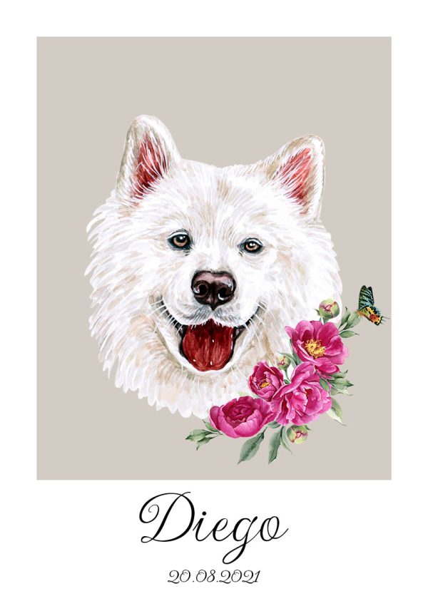 Plakat z białym samoyedem