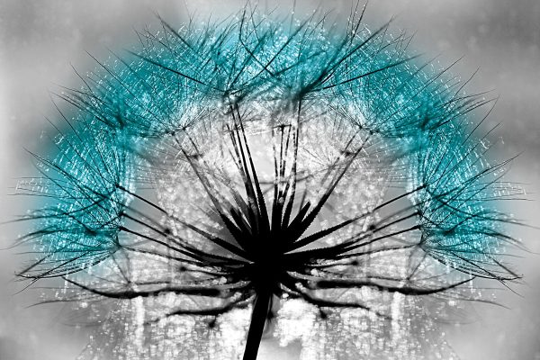 fototapeta z dmuchawcem